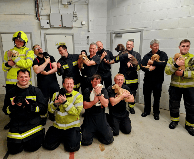 Puppies make everything better... just ask Buckfastleigh fire crew!