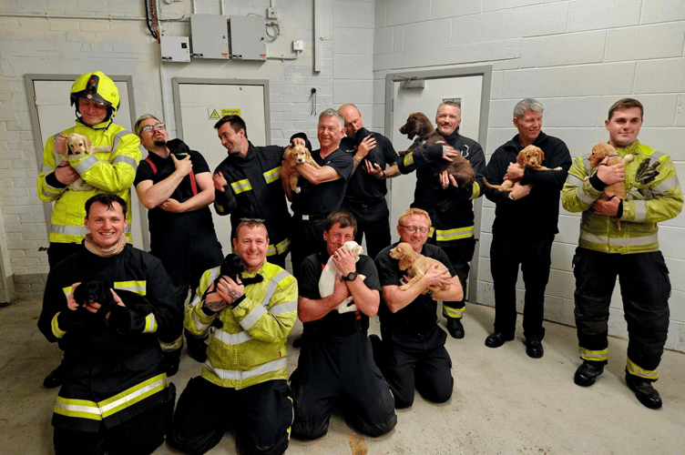 Puppies make everything better, including high rise training 