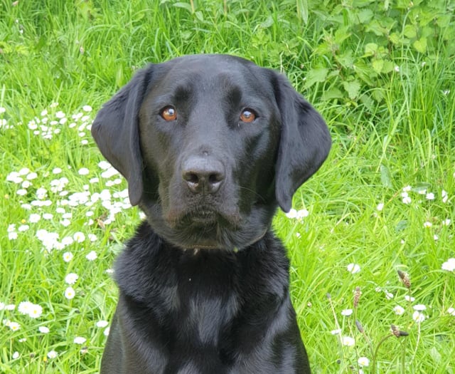 Police dog Ken assists in drug supply warrant 