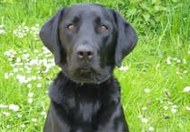 Police dog Ken assists in Bickington drug supply warrant