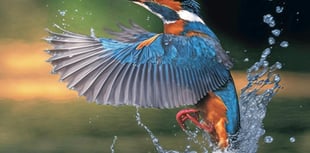 Kingfisher Returns to Dawlish Brook