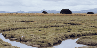 England’s peatlands mapped for first time