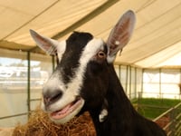It's nearly showtime for Devon County Show