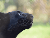 Pumas, panthers and a lion: Big cat sightings in Devon and Cornwall 