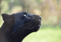 Pumas, panthers and a lion: Big cat sightings in Devon and Cornwall