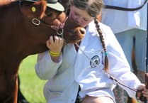 Devon County Show unveils new breed competitions