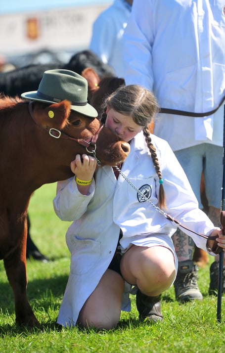Devon County Show. Livestock Grand Parade. Get ahead, get a hat! Dexter cow Tigerlilly with 12 year old  Josie Budge