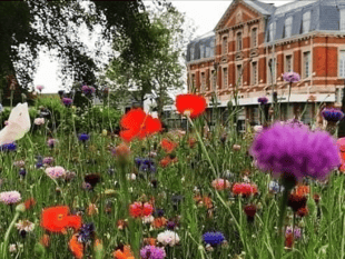 Tell council your views on its green spaces and parks
