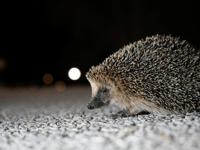 Help out a hedgehog with water bowl 