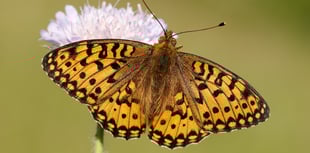 Devon Butterflies Have Worst Year