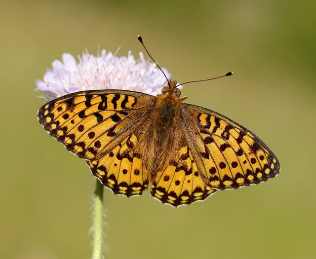 Devon Butterflies Have Worst Year