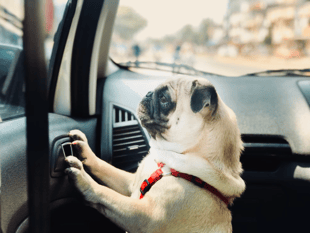 Do not leave dogs in hot cars, say police amid increasing calls
