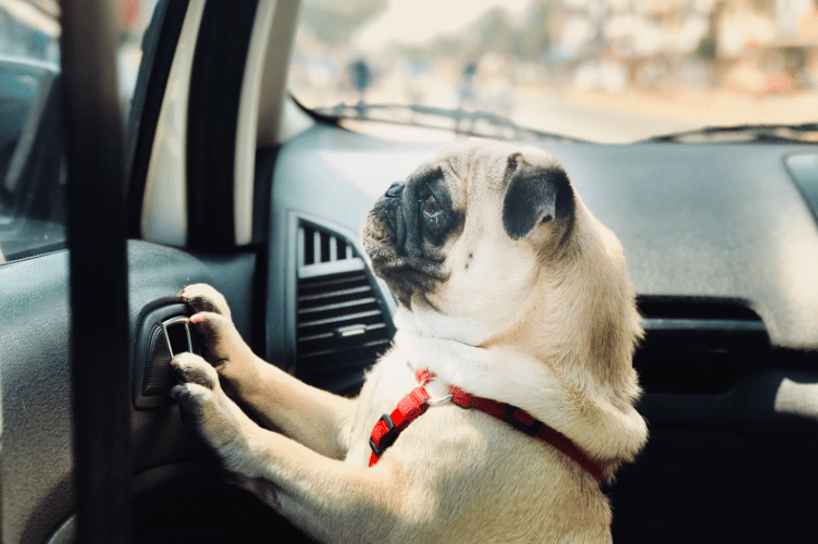 Police are reminding people not to leave their dogs in cars during summer