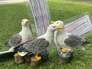 Parkrun seagulls spread wings globally