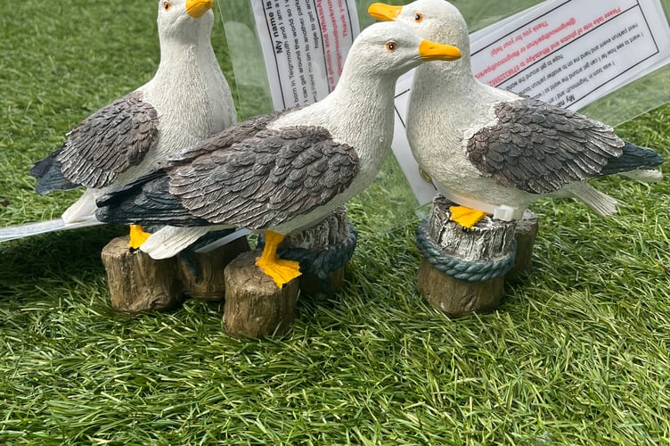 Teignmouth Promenade parkrun seagulls Jerry, Keith and Paul