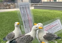 Parkrun seagulls take flight worldwide