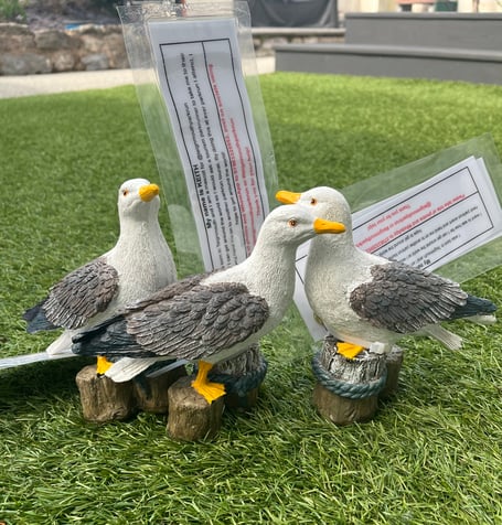 Teignmouth Promenade parkrun seagulls Jerry, Keith and Paul