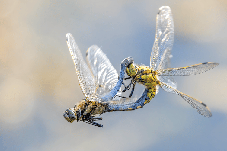 Linda Martin’s photograph of black-tailed skimmers at Longham Lake won the Wonderful Wildlife category in last year's competition