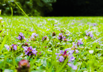 Have your say on Newton Abbot town council's grass verge management strategy