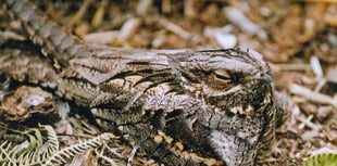 Help protect nightjars in Haldon Forest