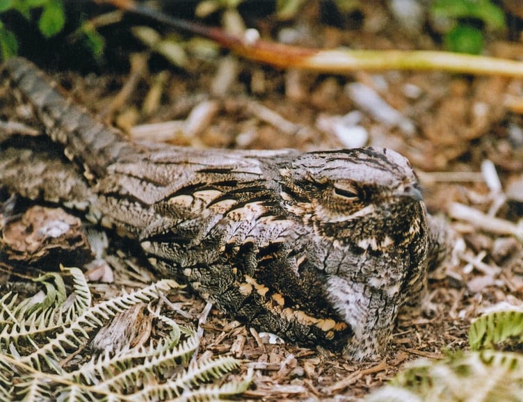 Nightjar. Photo Forestry Engand