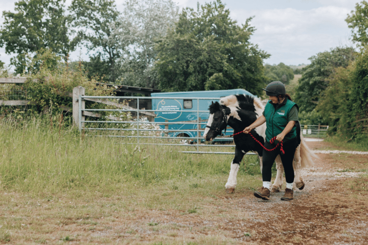 12-year-old piebald Cob Arty arriving at the charity's Newton Abbot centre