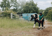 Abandoned pony with collar embedded into skin starts new life at Newton Abbot centre