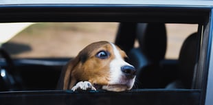 Police issue reminder over dogs in hot cars 