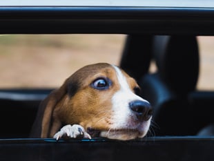 Police issue reminder over dogs in hot cars 