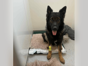 Dog required surgery after swallowing fish hook 