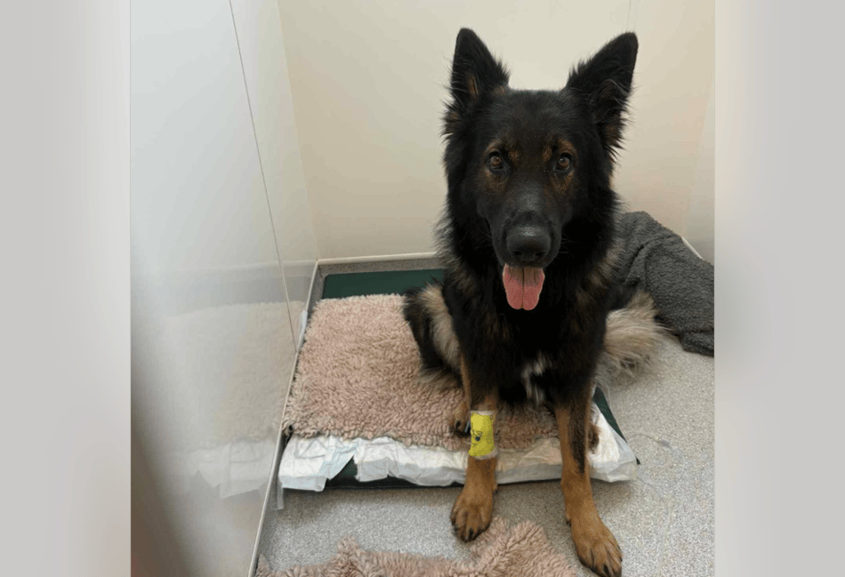 Dog required surgery after swallowing fish hook 