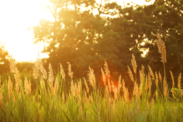 Tips for staying safe as health agency issue heat warning 