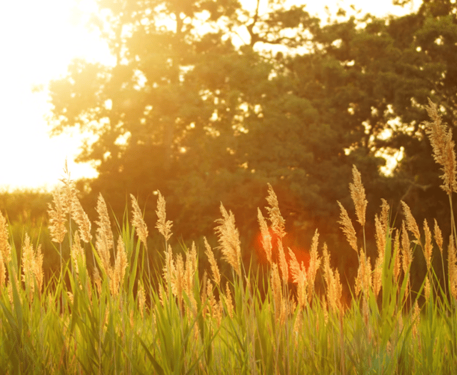 Tips for staying safe as health agency issue heat warning 