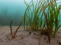 Water company funding research into seagrass support 
