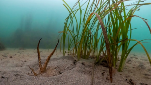 Water company funding research into seagrass support 