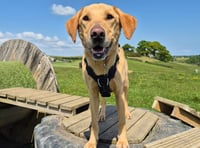 Lonely rescue dogs seeking forever homes