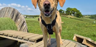 Lonely rescue dogs seeking forever homes