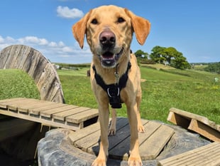 Lonely rescue dogs seeking forever homes
