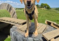 Help these five rescue dogs finally find their forever home