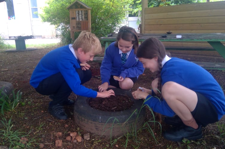 Children at Westcliff Primary School in Dawlish plant wildflower seeds. 