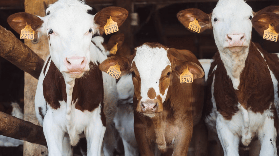 Project to provide historical perspective on contemporary farming