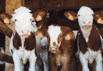 Most farms in Devon ensure animals can access safe drinking water