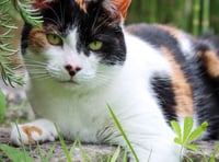 Spotlight on Dizzy: Quirky, cuddly, and ready for a forever home