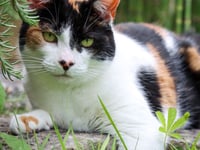 Spotlight on Dizzy: Quirky, cuddly, and ready for a forever home