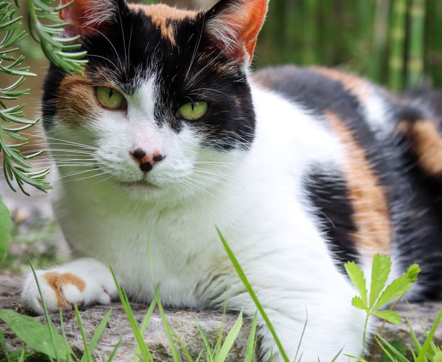 Spotlight on Dizzy: Quirky, cuddly, and ready for a forever home