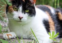 Adopt Dizzy, the charming cat
