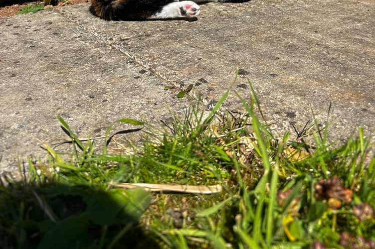 Dizzy being goofy