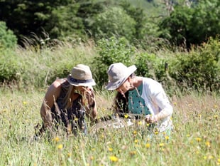 Moor Meadows: 10 Years of Wildflower Success