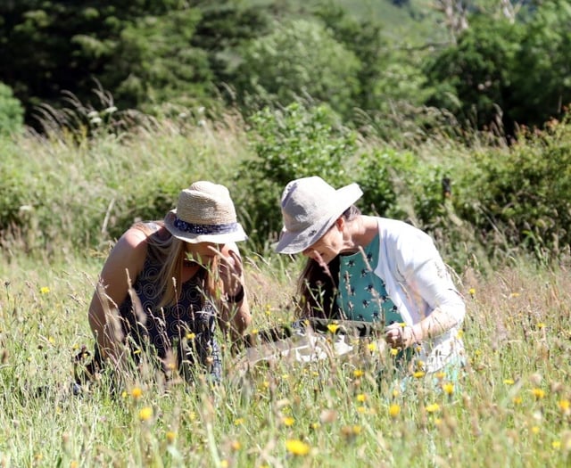 Moor Meadows: 10 Years of Wildflower Success