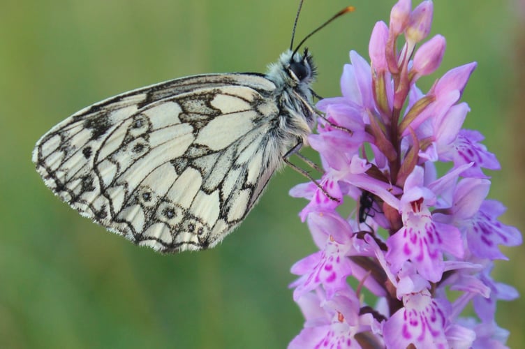 Marbled white butterfly on common spotted orchid